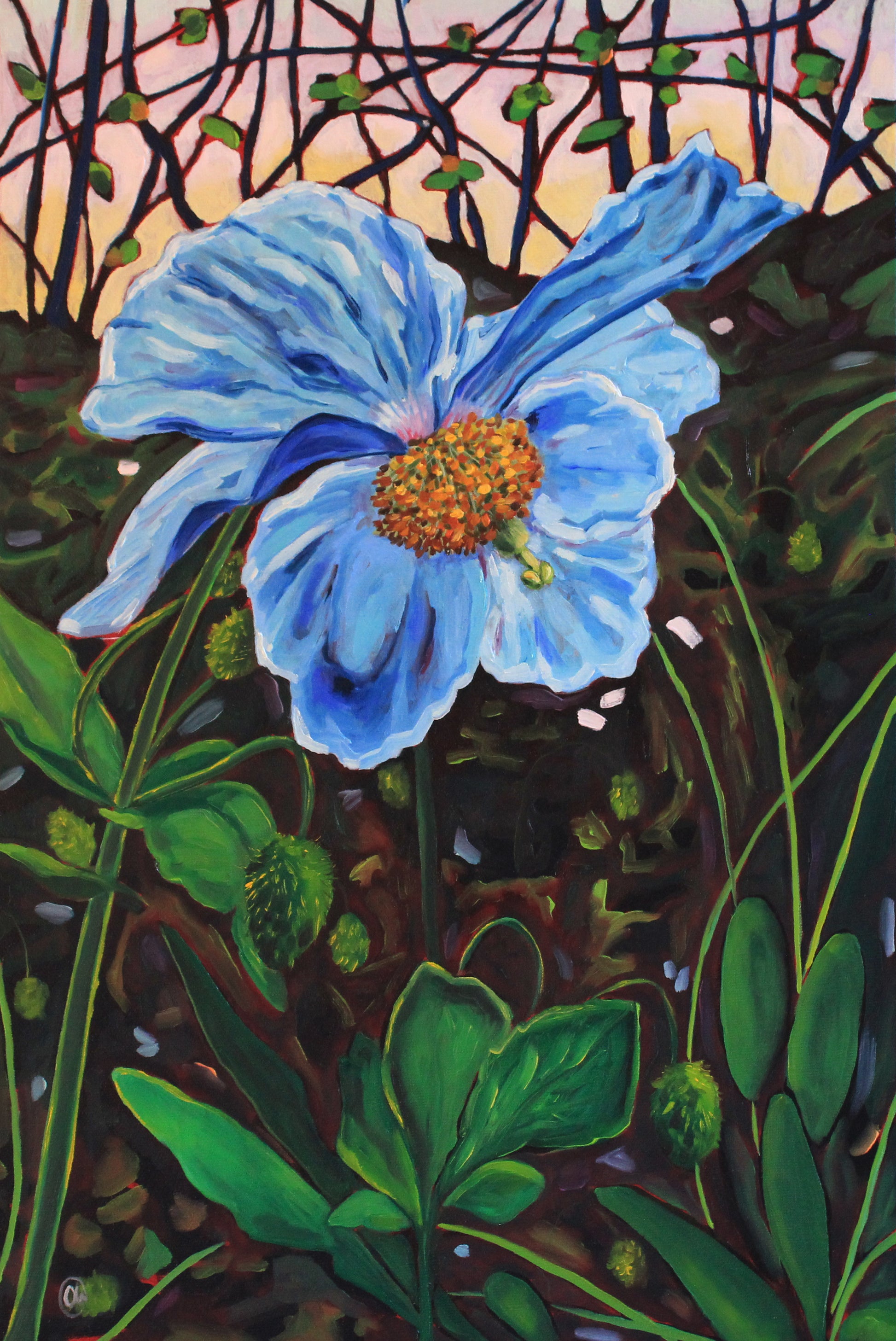 𝐇𝐢𝐦𝐚𝐥𝐚𝐲𝐚𝐧 𝐁𝐥𝐮𝐞 𝐏𝐨𝐩𝐩𝐲 | 𝟏𝟐" 𝐛𝐲 𝟏𝟖"