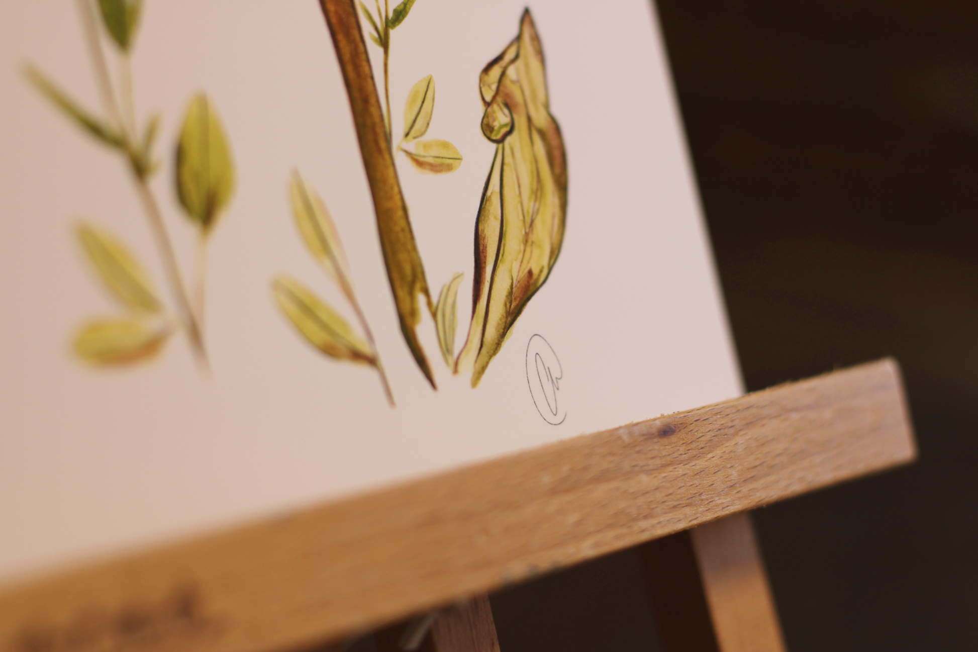 𝐏𝐢𝐭𝐜𝐡𝐞𝐫 𝐏𝐥𝐚𝐧𝐭 | 𝐖𝐚𝐭𝐞𝐫𝐜𝐨𝐥𝐨𝐫 𝐅𝐢𝐧𝐞 𝐀𝐫𝐭 𝐏𝐫𝐢𝐧𝐭