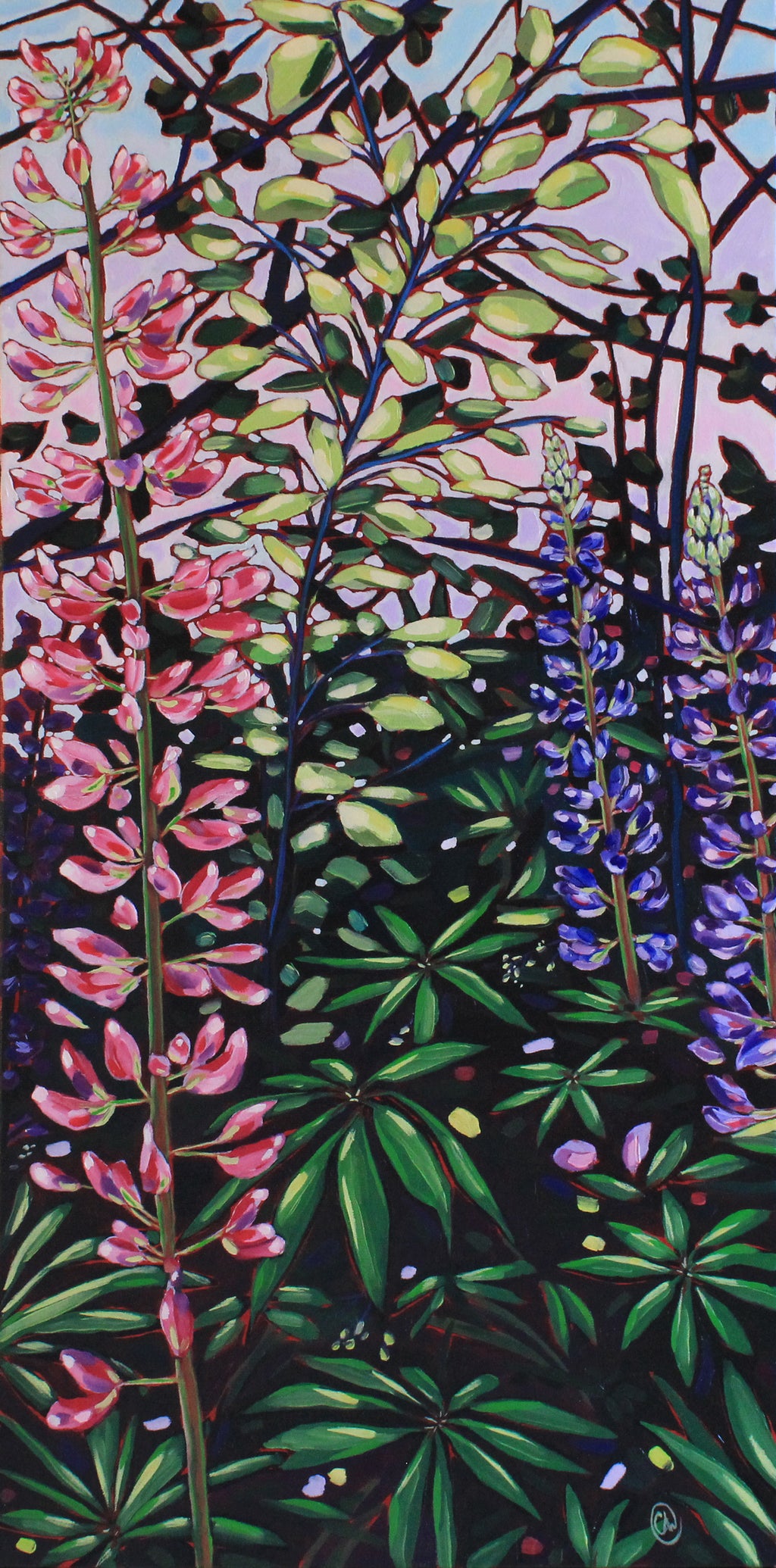 𝐖𝐡𝐞𝐫𝐞 𝐭𝐡𝐞 𝐖𝐢𝐥𝐝 𝐋𝐮𝐩𝐢𝐧𝐬 𝐁𝐥𝐨𝐨𝐦 | 𝟏𝟐" 𝐛𝐲 𝟐𝟒"